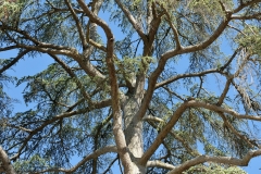 arbre à Rogé
