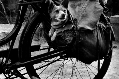 dog-bicycle-Photo_by_Christer_Strömholm