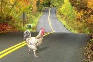 poulet-traverse-la-route